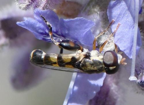 Réf. 240 735 : Syritta pipiens